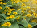 Dramatic close up beautiful Little Yellow Star flower Melampodium divaricatum on green garden background