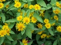 Dramatic close up beautiful Little Yellow Star flower Melampodium divaricatum on green garden background