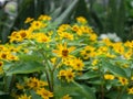 Dramatic close up beautiful Little Yellow Star flower Melampodium divaricatum on green garden background