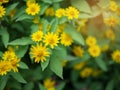 Dramatic close up beautiful Little Yellow Star flower Melampodium divaricatum on green garden background