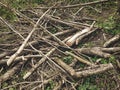 Dramatic close-up cut off hazel tree branch chaotic pile during spring forest cleaning with grass background Royalty Free Stock Photo