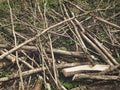 Dramatic close-up cut off hazel tree branch chaotic pile during spring forest cleaning with grass background Royalty Free Stock Photo
