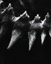 Dramatic Close-up of Fossilized Predator Teeth in Monochrome Dark Background Royalty Free Stock Photo