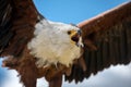 A dramatic close up portrait of a calling African Fish Eagle