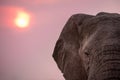 A dramatic close up portrait of an elephant face and head against the sunset Royalty Free Stock Photo