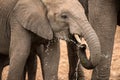 A dramatic close-up portrait photograph of a young elephant splashing water from its trunk