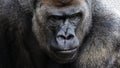 Dramatic close-up portrait of a silverback gorilla