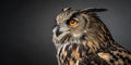 Striking portrait of large eurasian eagle owl profile showing piercing orange eyes and impressive feather tufts against dark Royalty Free Stock Photo