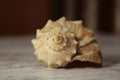 Seashell close-up on a light background Royalty Free Stock Photo