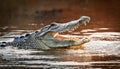 Closeup of an Intense Crocodile Emerging from Water, showcasing Sharp Teeth and Scales in a Dramatic Moment at Sunset Royalty Free Stock Photo