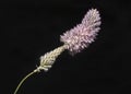 Dramatic Closeup of a Single Mulla Mulla Ptilotus Flower Royalty Free Stock Photo