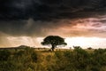 Dramatic cloud with rain over the landscape of the Serengeti, Tanzania Royalty Free Stock Photo