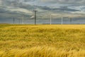 Dramatic cloud sky over cornfield with dark rain clouds and power lines and wind turbines Royalty Free Stock Photo