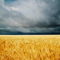 Dramatic clouds over golden field Royalty Free Stock Photo