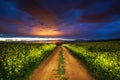 Dramatic clouds over the rapeseed field, beautiful spring night