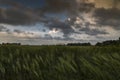 Dramatic Clouds Over wheat Field Royalty Free Stock Photo