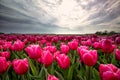 Dramatic cloudy sky over pink tulip field Royalty Free Stock Photo