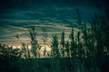 Cloudy sky with reeds blowing in the wind