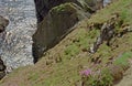 Dramatic coast, Shetland