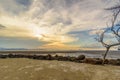 Dramatic coastal landscape featuring a weathered, leafless dead tree on a sandy beach at sunset Royalty Free Stock Photo