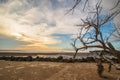 Dramatic coastal landscape featuring a weathered, leafless dead tree on a sandy beach at sunset Royalty Free Stock Photo