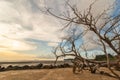 Dramatic coastal landscape featuring a weathered, leafless dead tree on a sandy beach at sunset Royalty Free Stock Photo