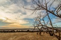 Dramatic coastal landscape featuring a weathered, leafless dead tree on a sandy beach at sunset Royalty Free Stock Photo