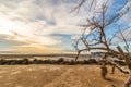 Dramatic coastal landscape featuring a weathered, leafless dead tree on a sandy beach at sunset Royalty Free Stock Photo