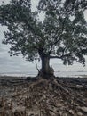 Dramatic coastal tree with a moody sky on a receding beach Royalty Free Stock Photo