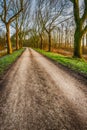 Curved country road with high bare trees on both sides Royalty Free Stock Photo