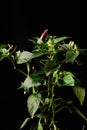 behold the vibrant Purple Chili Plant (Capsicum annuum) showcasing its purple fruits