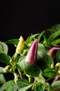 behold the vibrant Purple Chili Plant (Capsicum annuum) showcasing its purple fruits