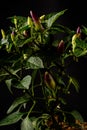 behold the vibrant Purple Chili Plant (Capsicum annuum) showcasing its purple fruits