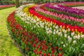 Curved bed of multi-coloured tulips in the Keukenhof Gardens in the Netherlands