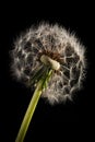 Dramatic Dandelion Seed Pod Close-up on Black