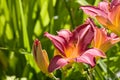 Dramatic daylily Royalty Free Stock Photo