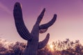 Dramatic desert scenery Saguaro cactus tree