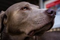 Dramatic Dog Face Portrait Head Mouth Nose Focus on Eye