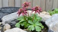 Dramatic Double Hellebore: Beauty in a Rock Garden Pond Oasis Royalty Free Stock Photo