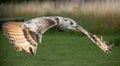 Eagle Owl close up photo in flight Royalty Free Stock Photo