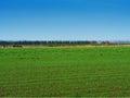 Dramatic ecological meadow landscape background