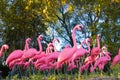 Dramatic Fake Flamingo Flock In The Forest