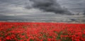 dramatic field of poppies Royalty Free Stock Photo