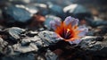 Dramatic Flower Blooms In The Desert Of Hawaii