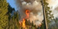 Dramatic forest fire scene with intense flames and thick smoke in evergreen trees Royalty Free Stock Photo