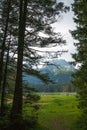 Forest in the mountains in the national park Durmitor, Montenegro Royalty Free Stock Photo