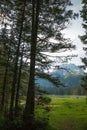 Forest in the mountains in the national park Durmitor, Montenegro Royalty Free Stock Photo