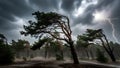 Dramatic Forest Scene: Windswept Pine Trees Under a Lightning-Streaked Stormy Sky Royalty Free Stock Photo