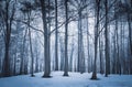 Dramatic forest trees at winter dawn Royalty Free Stock Photo