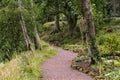 Dramatic forrest path